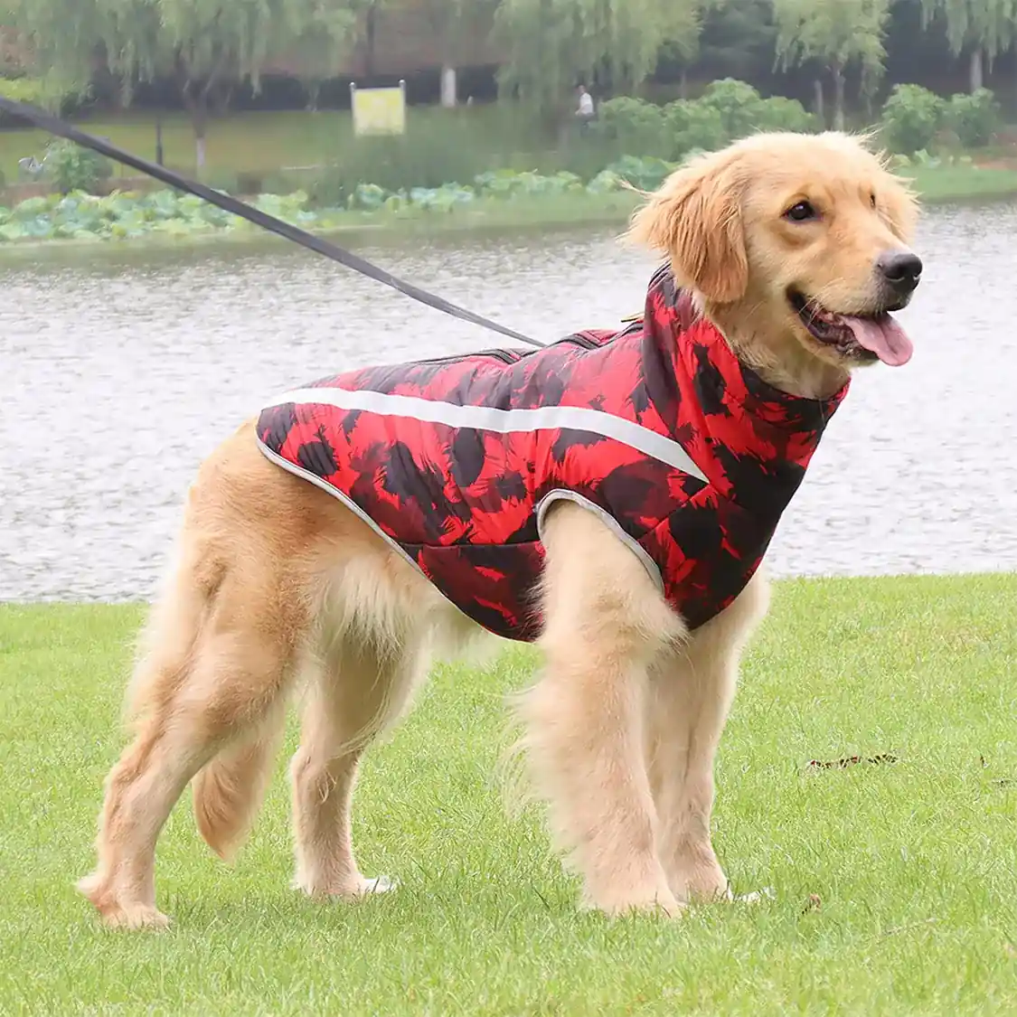 Golden retriever wearing a red and black camouflage patterned dog coat standing on grass near a lake.