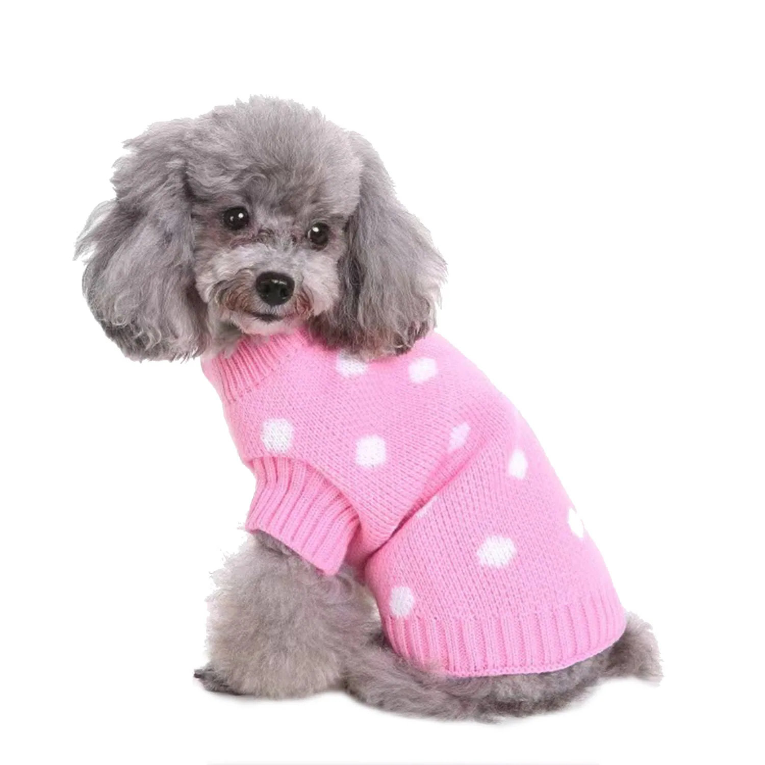 Grey poodle wearing a pink knitted sweater with white polka dots