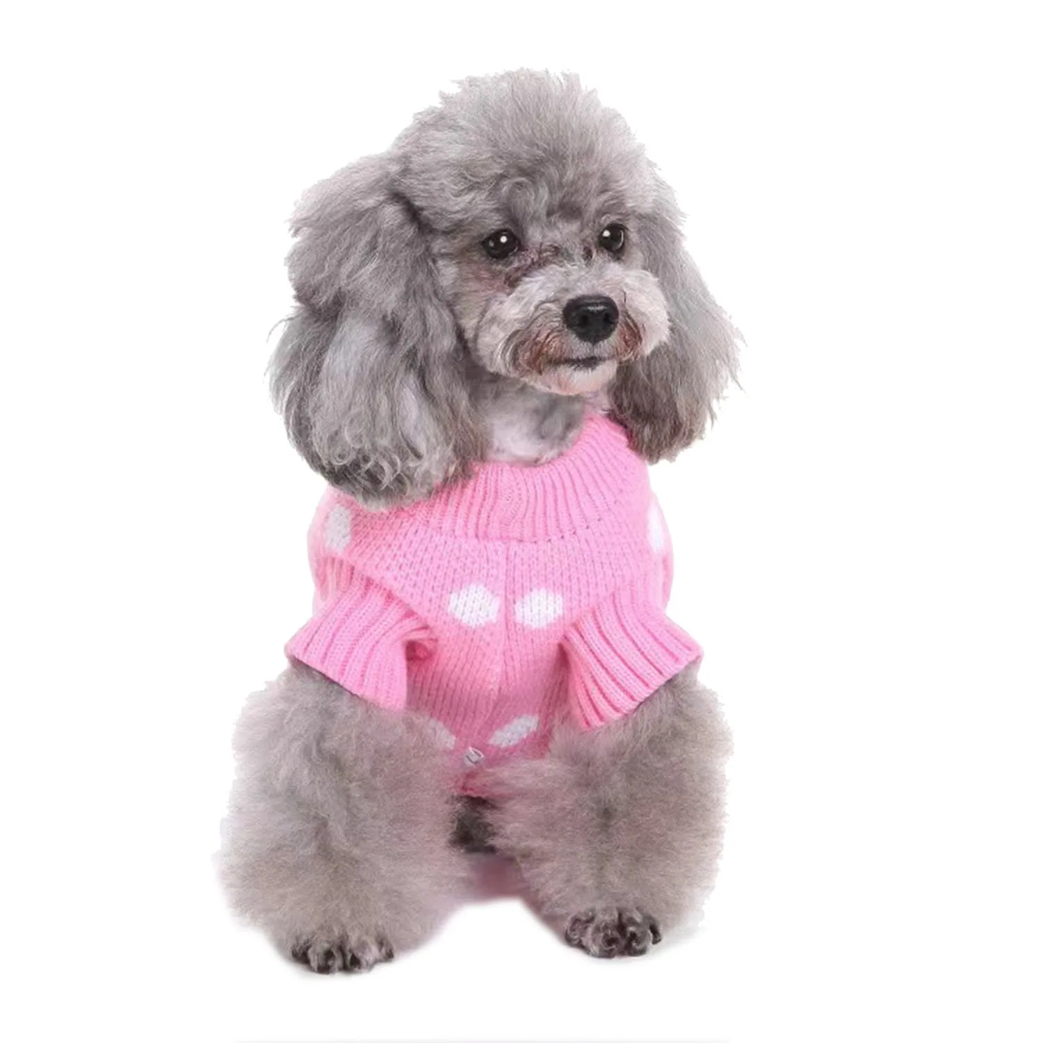 A grey poodle dog wearing a pink knitted sweater with white polka dots.