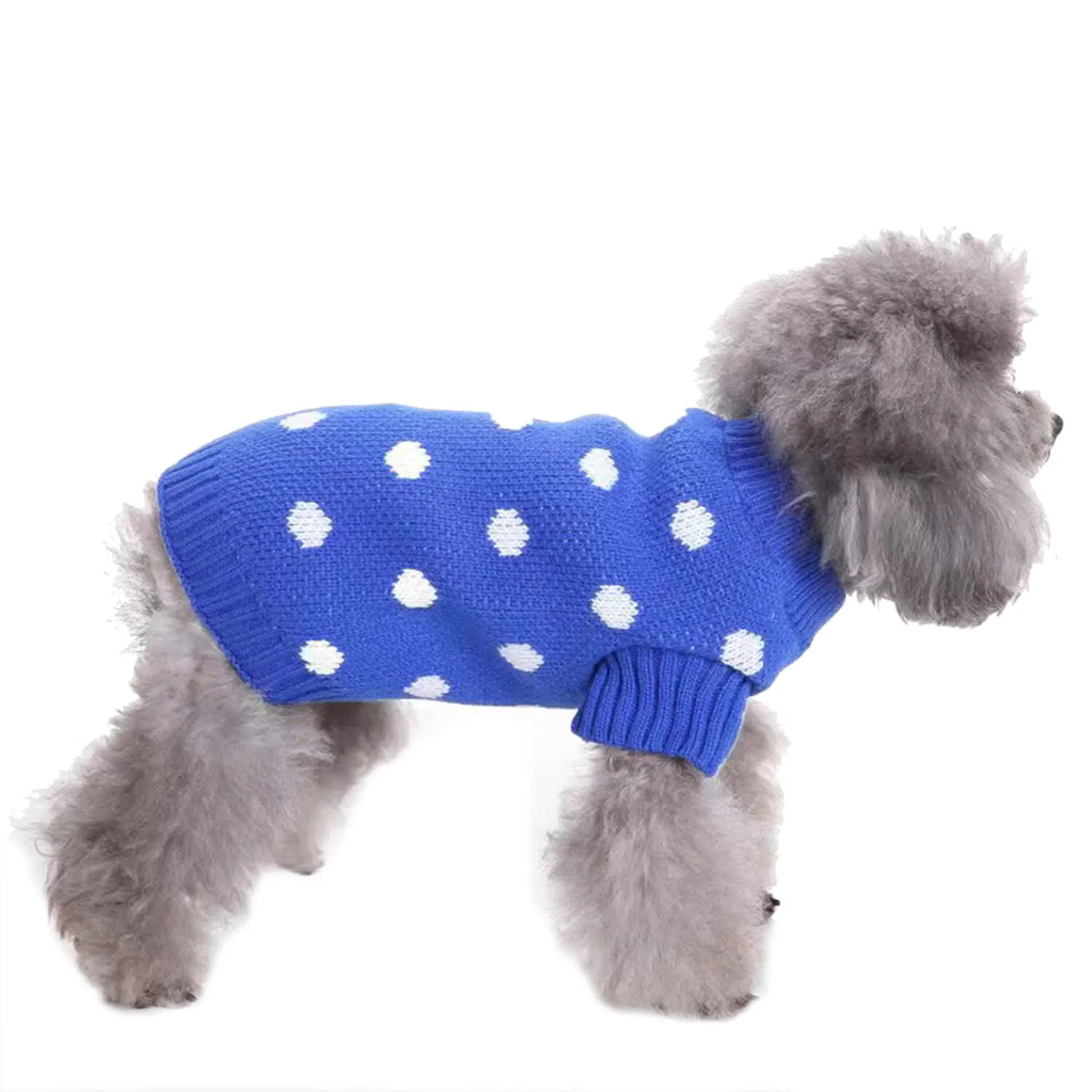 Gray poodle wearing a blue knitted sweater with white polka dots