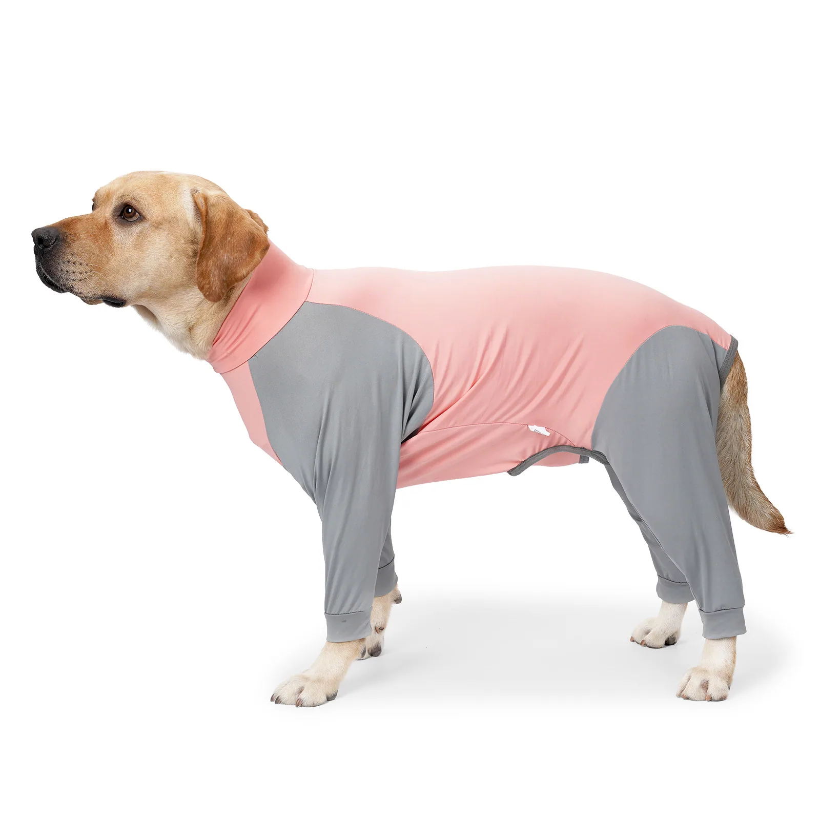 Yellow Labrador wearing a pink and grey four-legged recovery suit standing on a white background