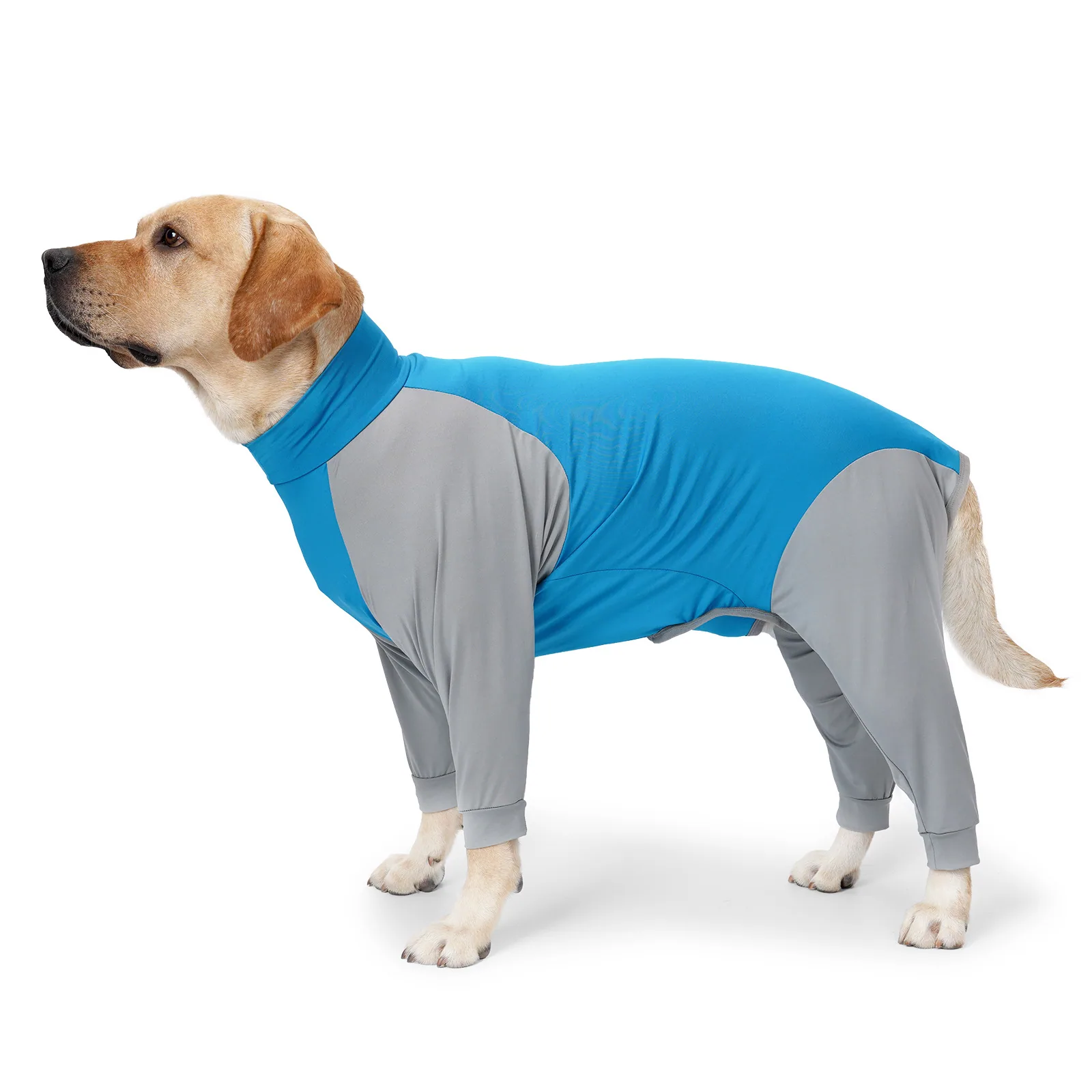 A yellow Labrador dog standing in profile wearing a blue and grey four-legged recovery suit.