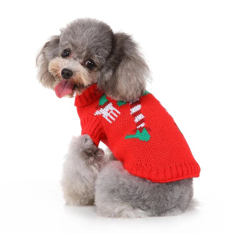 Grey poodle sitting and wearing a red knitted sweater with a carrot pattern.