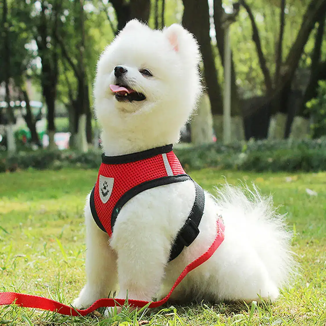 A white Pomeranian dog sitting on grass outdoors wearing a red mesh harness with a matching red leash.