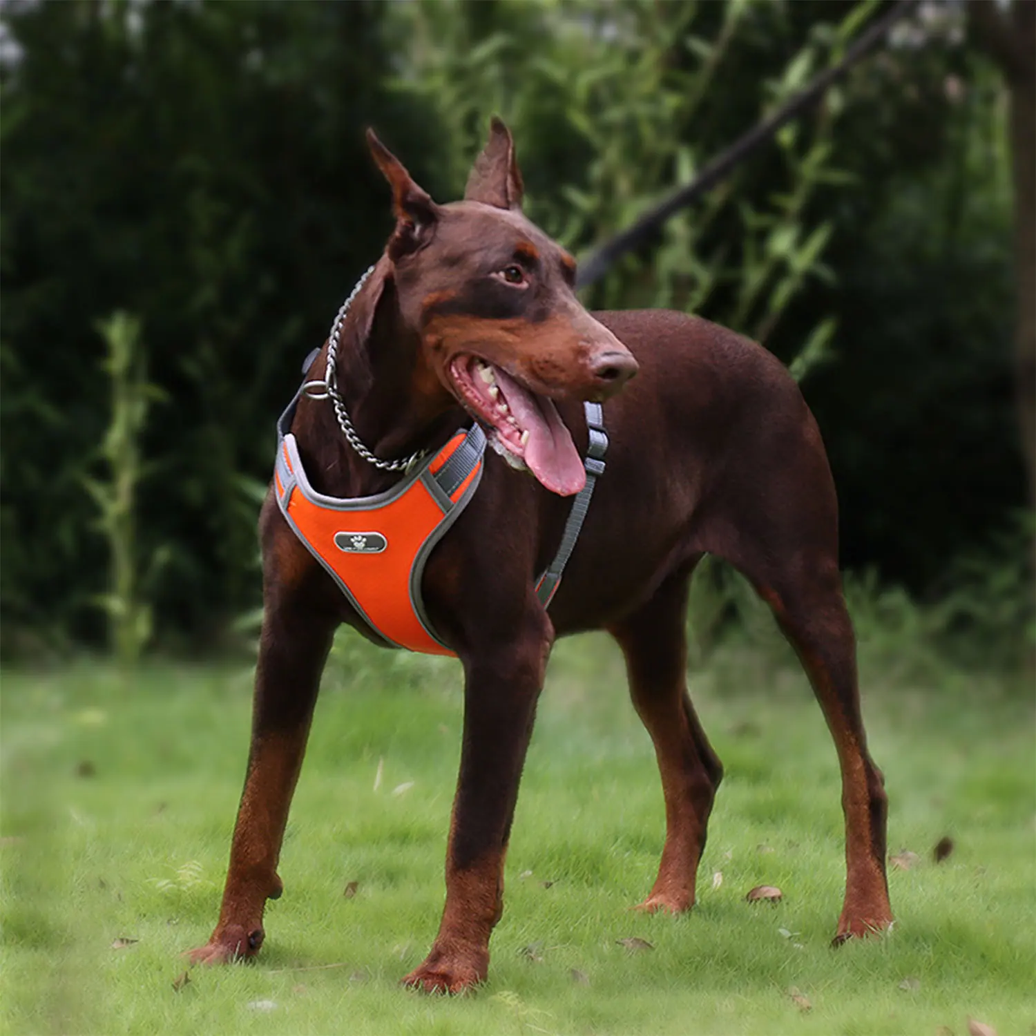 Brown dog standing on grass wearing an orange chest harness