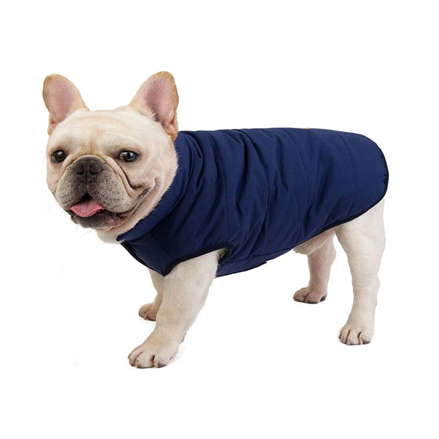 Cream French Bulldog wearing a navy blue quilted coat on a white background