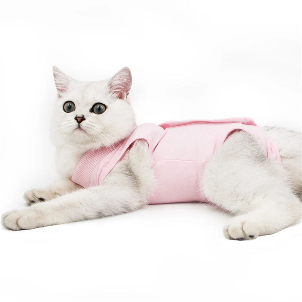 White cat lying down wearing a pink medical recovery suit on a white background.