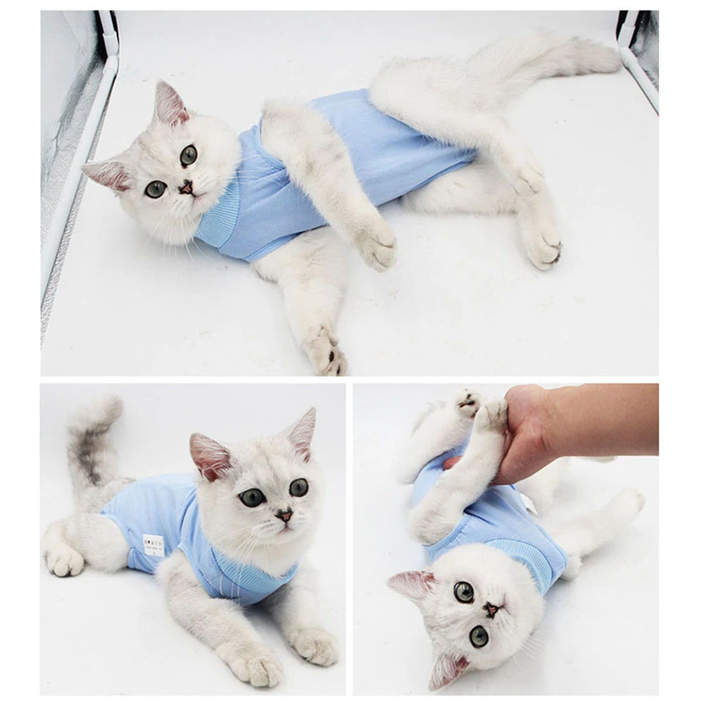 Collage of three photos showing a white cat wearing a light blue recovery suit.