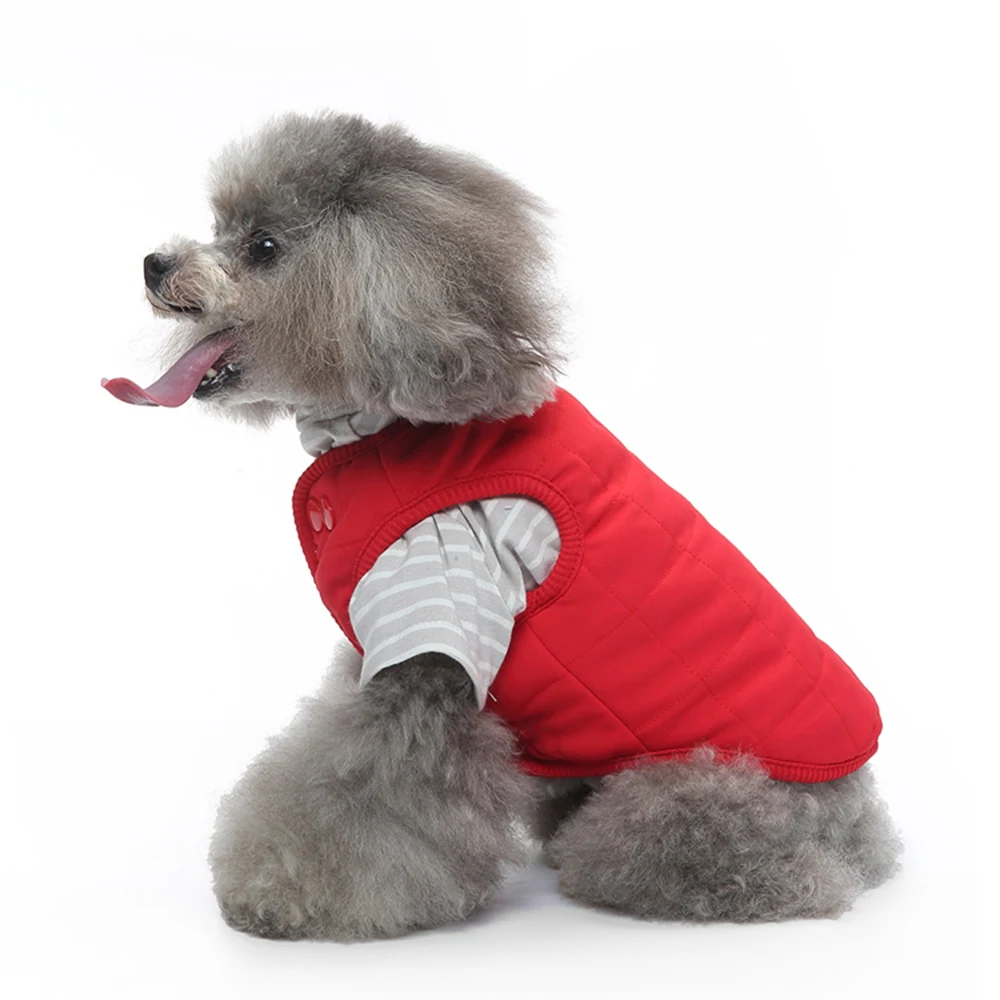 Grey poodle sitting wearing a red vest over a striped shirt