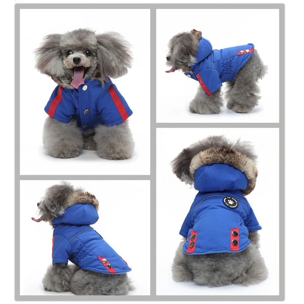 Collage of four photos of a gray poodle wearing a blue winter coat with red accents and fur-trimmed hood.