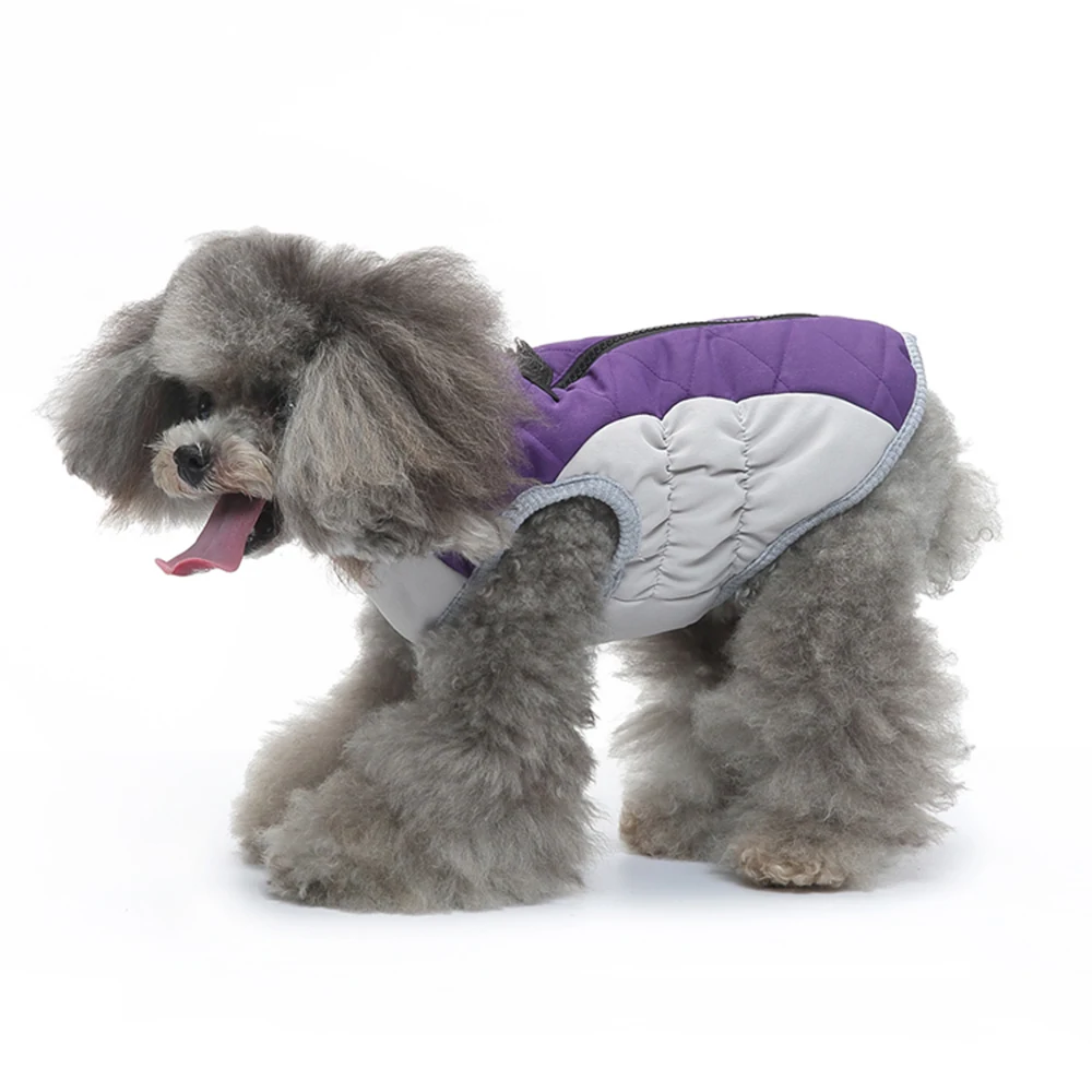 A grey poodle wearing a purple and white quilted dog coat.