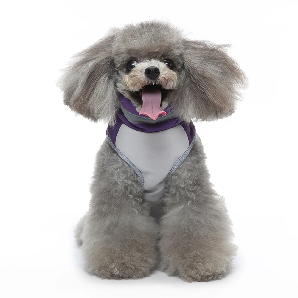 Grey poodle wearing a purple and white cooling vest sitting on a white background