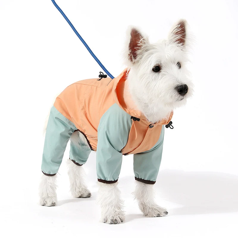A white terrier dog modeling a peach and sage green four-legged raincoat with a leash attached.