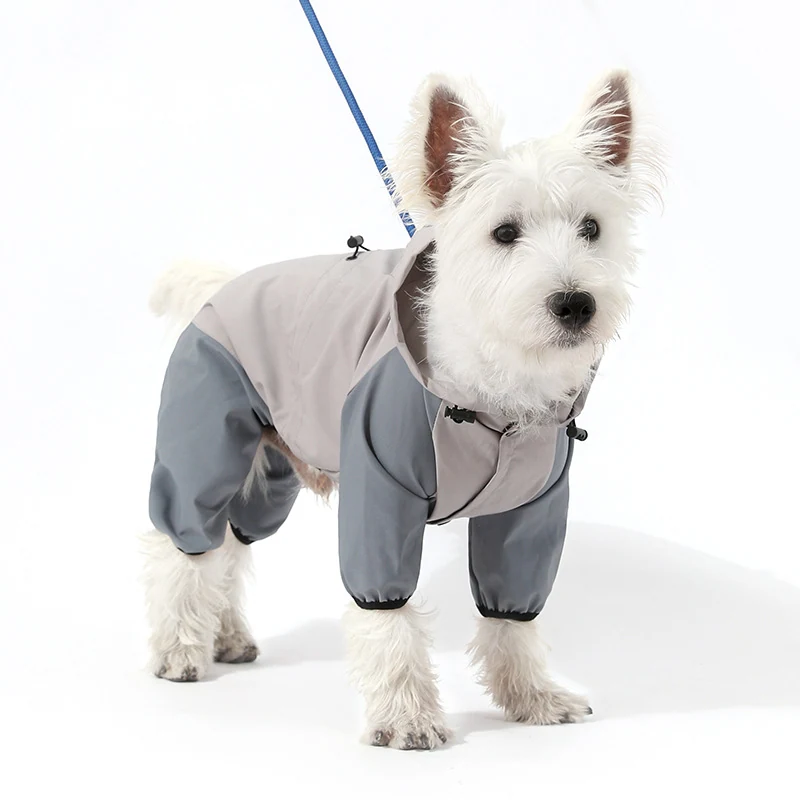 White terrier dog wearing a grey and beige protective suit and leash against a white background