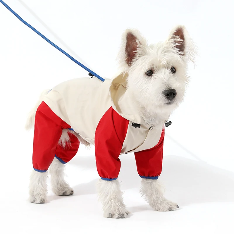 A white terrier dog wearing a red and cream protective coat on a leash against a white background.