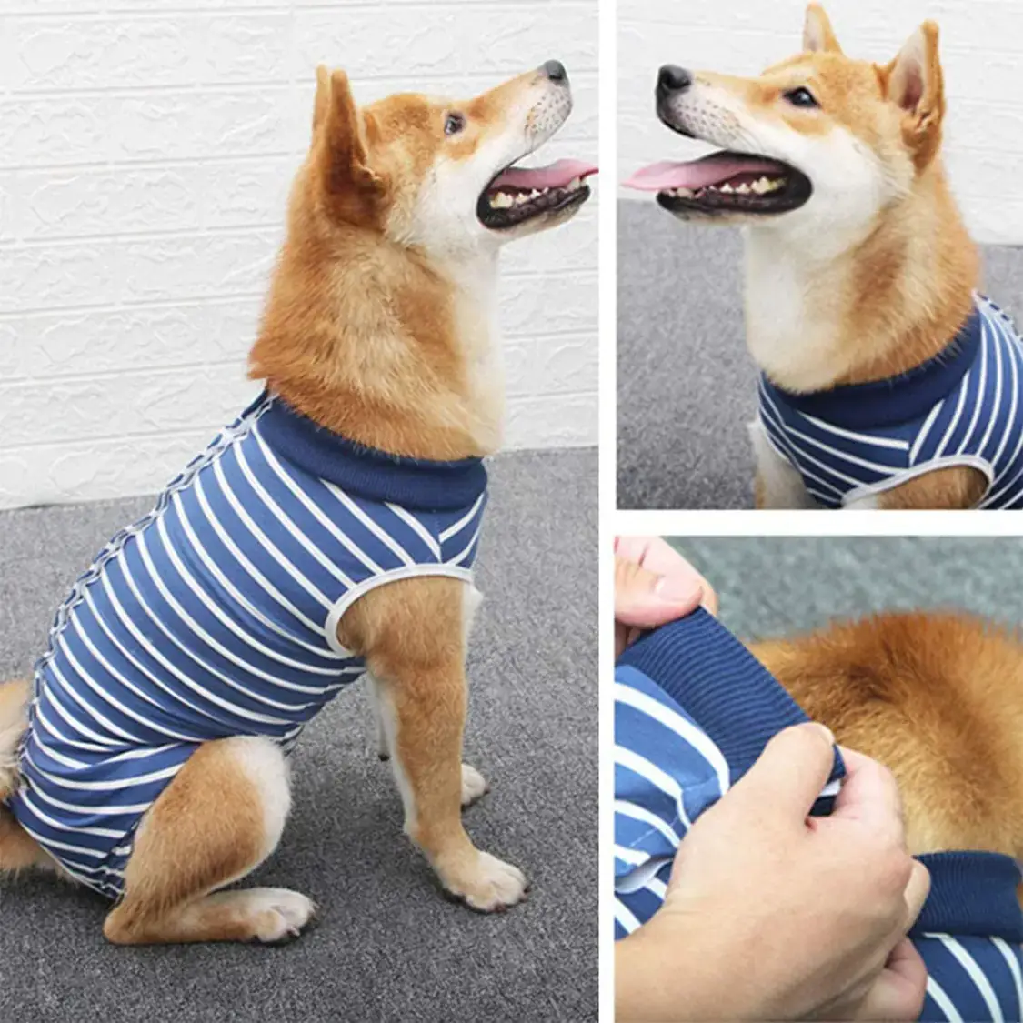 Collage of a Shiba Inu wearing a blue and white striped sleeveless dog shirt.