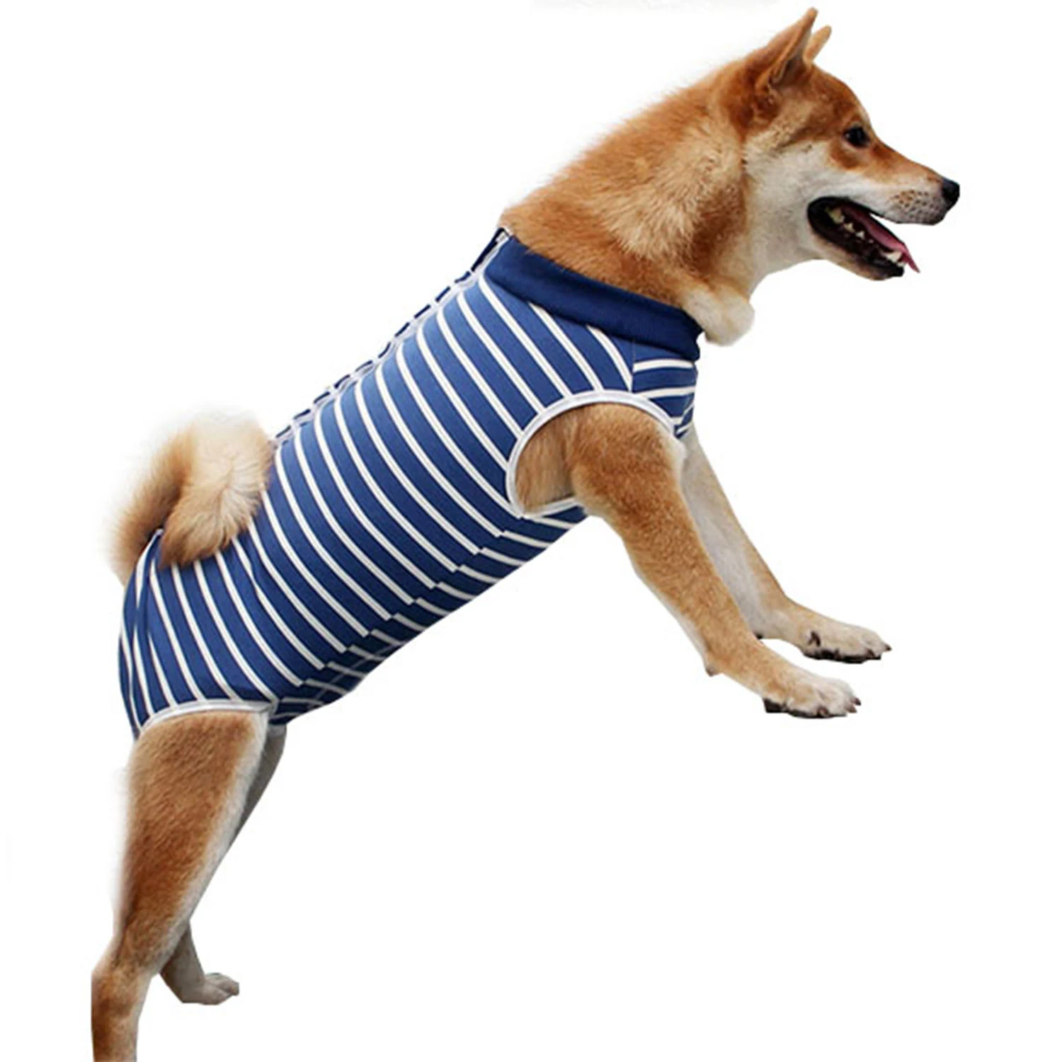 A Shiba Inu dog wearing a blue and white striped sleeveless shirt against a white background