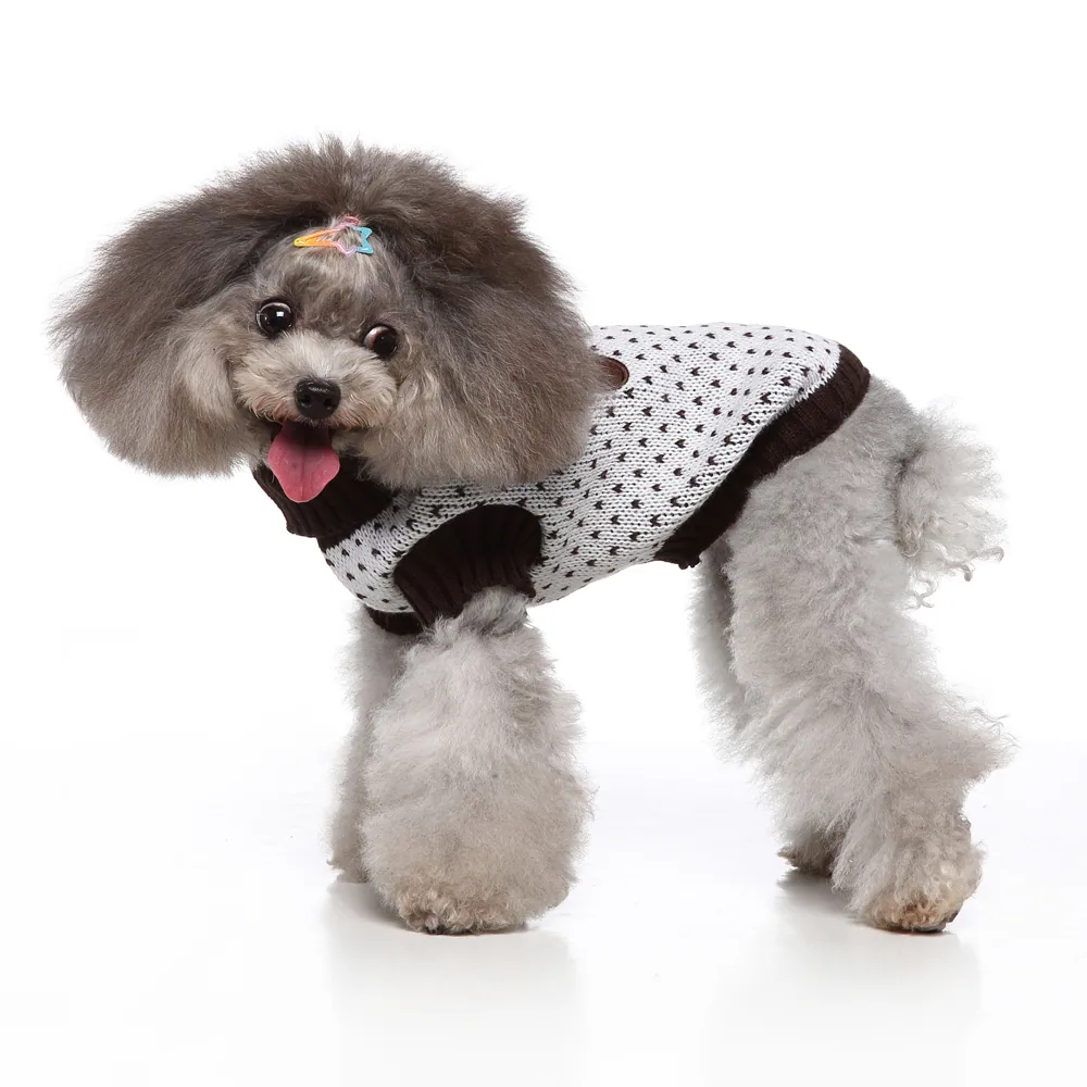 A gray poodle wearing a white and black patterned dog sweater