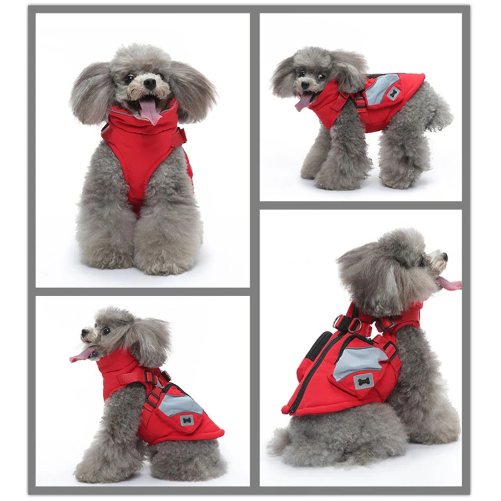 Collage of four images showing a grey poodle wearing a red vest with reflective strips.
