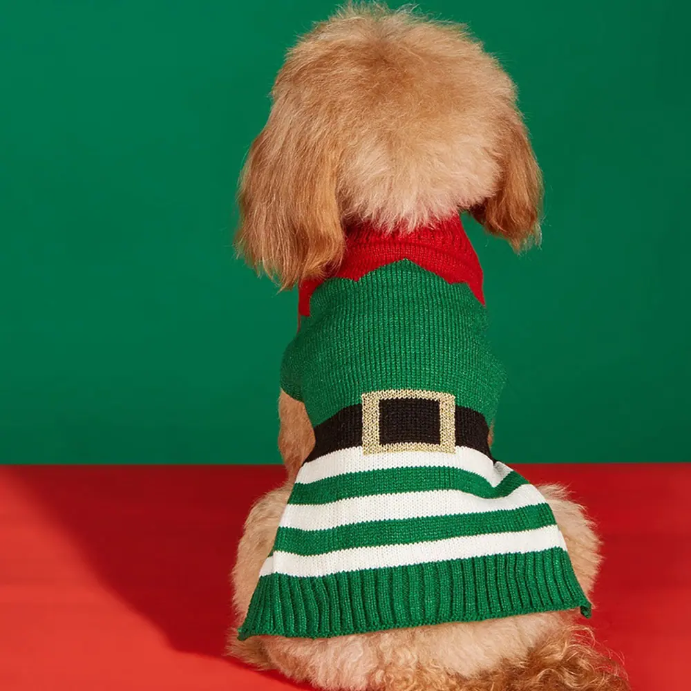 Back view of a small brown dog wearing a green and white striped knitted sweater with a red collar and black belt detail.