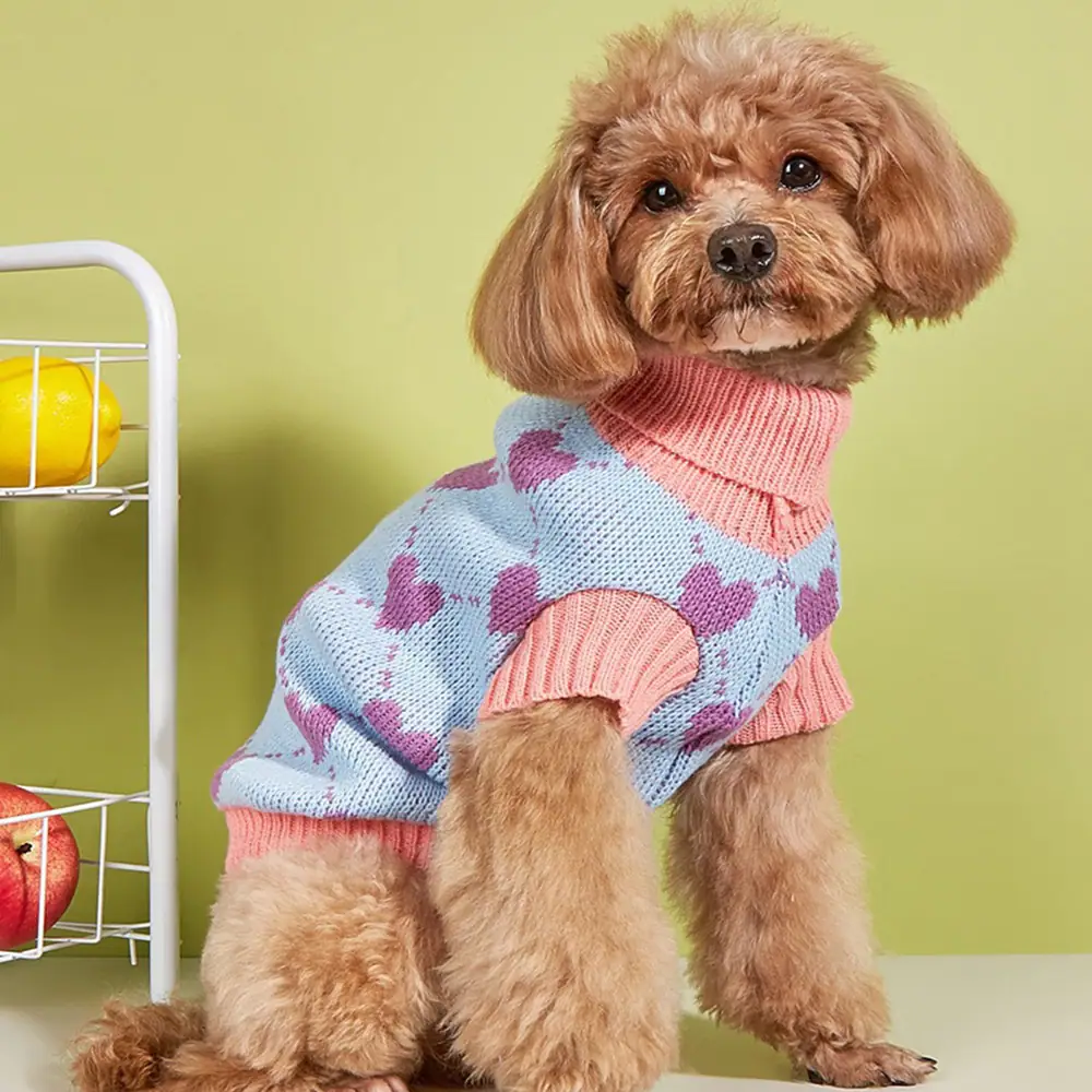 A brown poodle sitting and wearing a blue knitted sweater with pink hearts and trim.