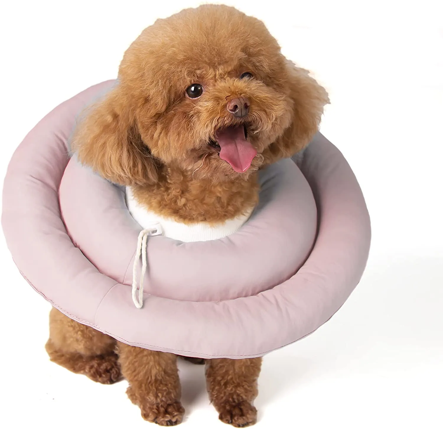 A brown poodle wearing a pink inflatable neck collar against a white background