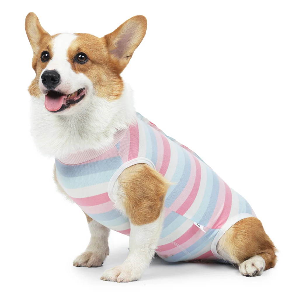 A Pembroke Welsh Corgi wearing a pink, blue, and white striped knit shirt on a white background.