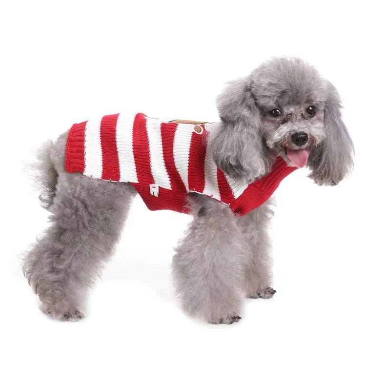 A grey poodle wearing a red and white striped knit sweater on a white background