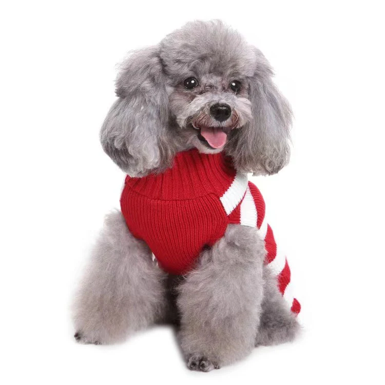 A grey poodle wearing a red and white striped knitted sweater sitting on a white background