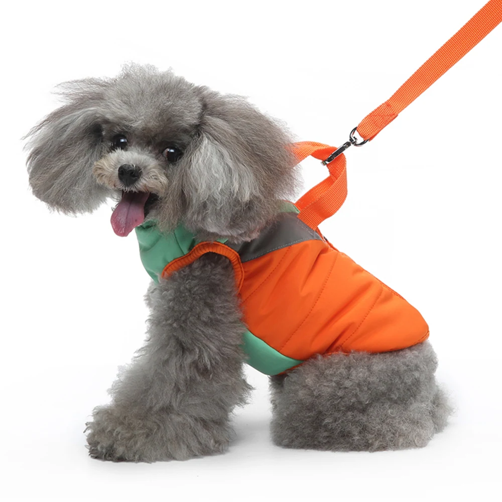 A gray poodle wearing an orange and green dog coat attached to an orange leash.