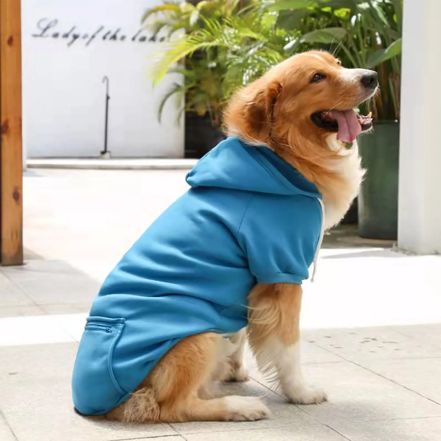 Golden retriever wearing a blue hoodie sitting outdoors.
