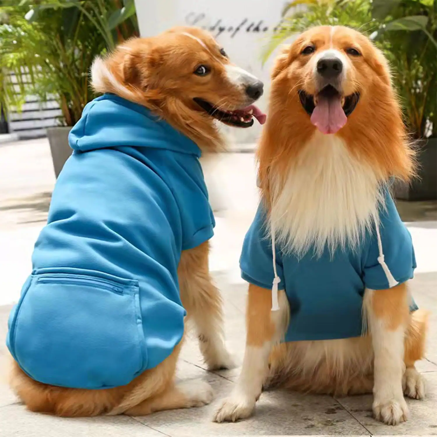 Two dogs wearing blue hoodies sitting on an outdoor patio