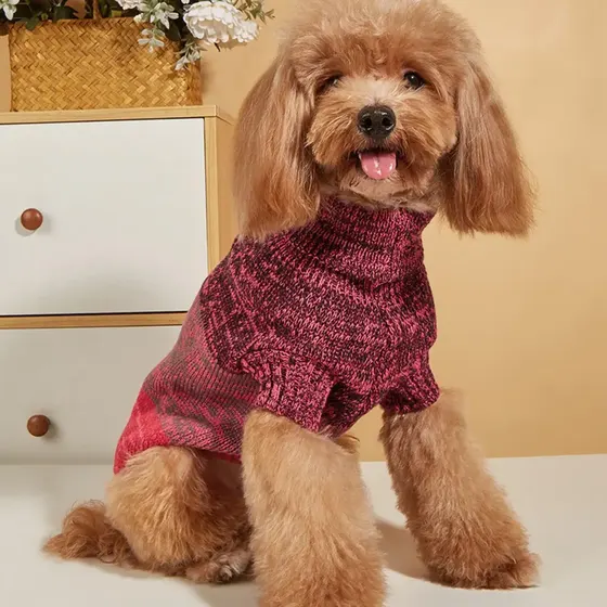 A brown poodle sitting and wearing a pink and purple patterned turtleneck sweater