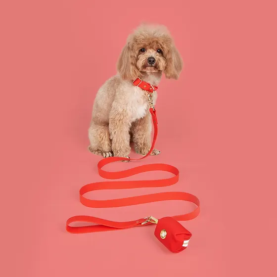 A beige poodle wearing a red collar and leash sitting on a pink background