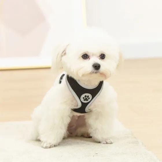 A small white dog sitting on a rug wearing a black and grey harness