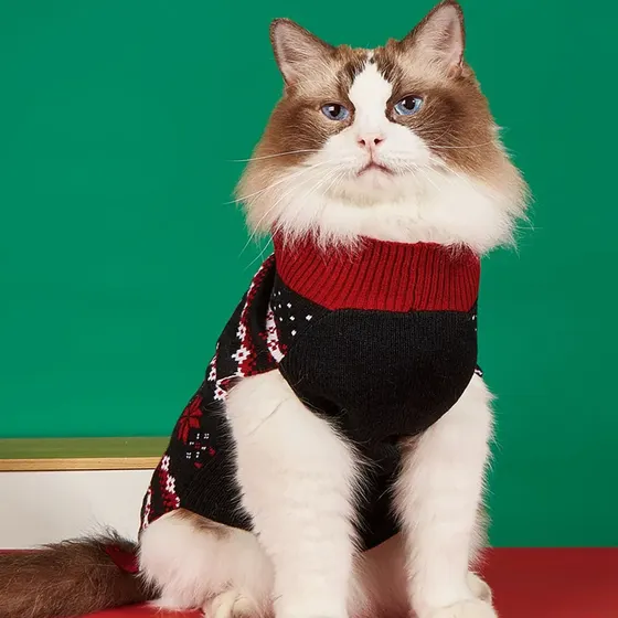 A fluffy cat wearing a festive black and red Christmas sweater.