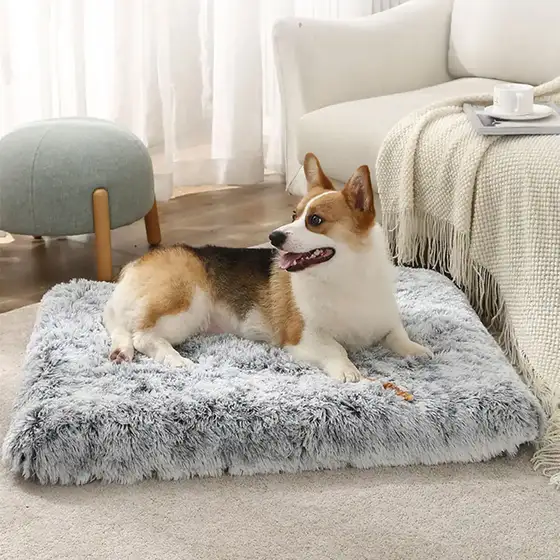 A Corgi dog lying on a fluffy grey rectangular pet mat on a carpeted floor.