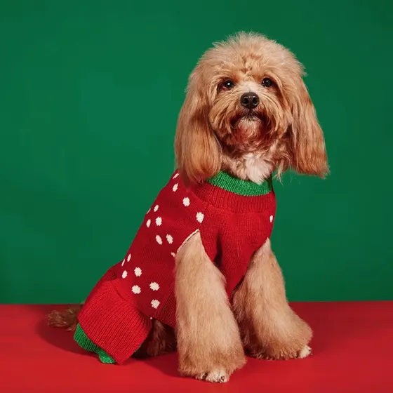 A fluffy tan dog wearing a red and white polka dot sweater with green trim.