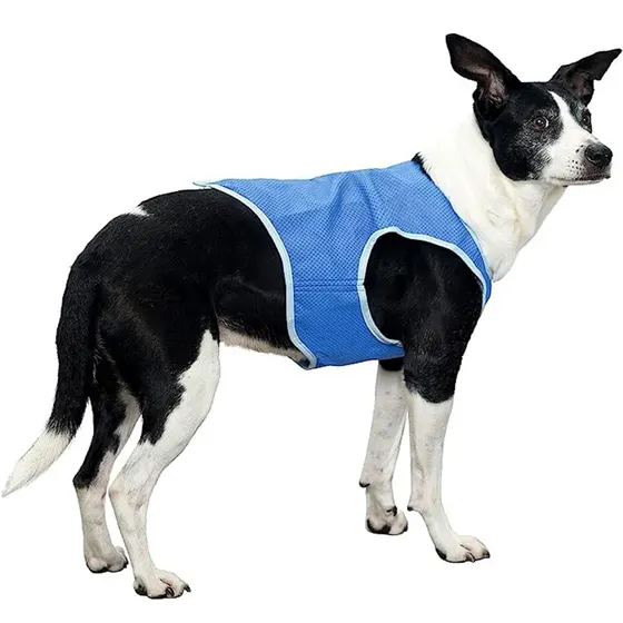 Side profile of a black and white dog wearing a blue mesh cooling vest against a white background.