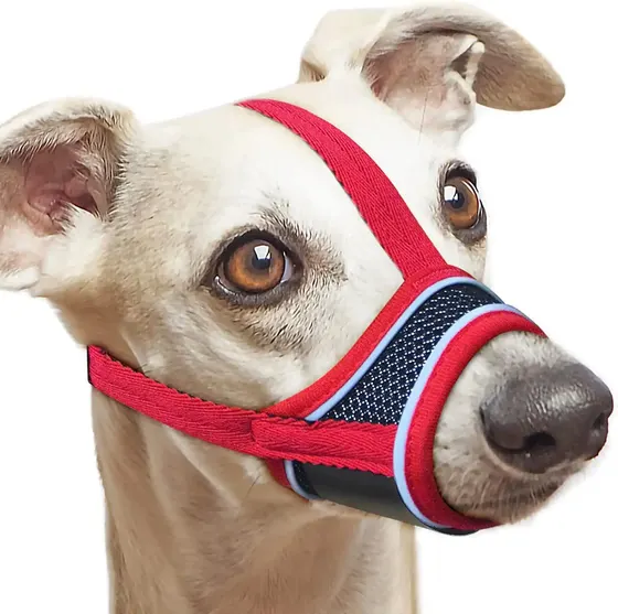 A dog wearing a red and black muzzle against a white background