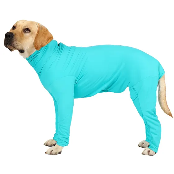 A yellow Labrador Retriever wearing a full-body turquoise dog suit standing against a white background.