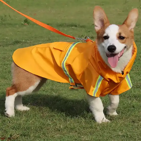 Corgi dog wearing a yellow reflective raincoat on a grassy lawn