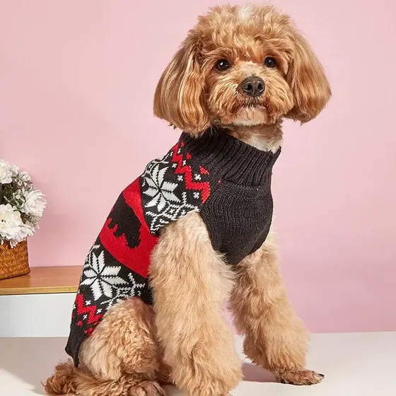 Small brown poodle sitting and wearing a black and red knitted sweater with a snowflake pattern.