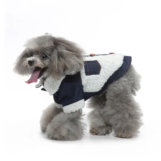 Gray poodle wearing a denim and white sherpa jacket