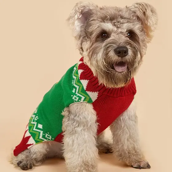 Small scruffy dog sitting and wearing a green and red knitted sweater with a white geometric pattern