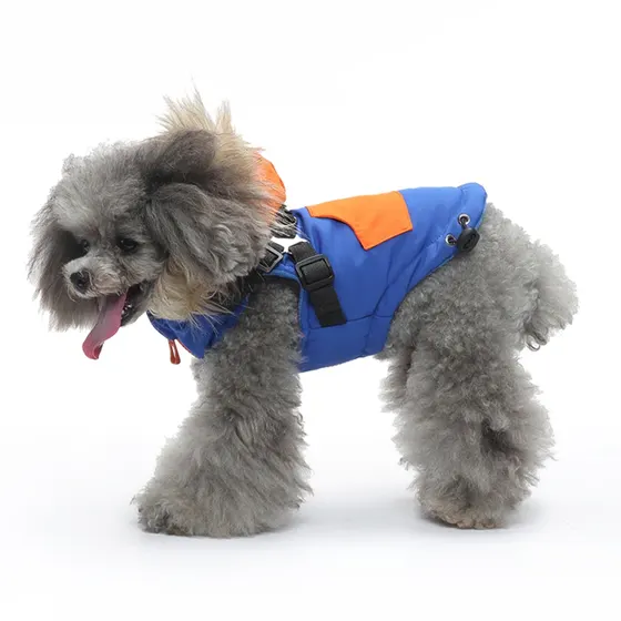 Gray poodle wearing a blue and orange padded dog harness vest standing on a white background