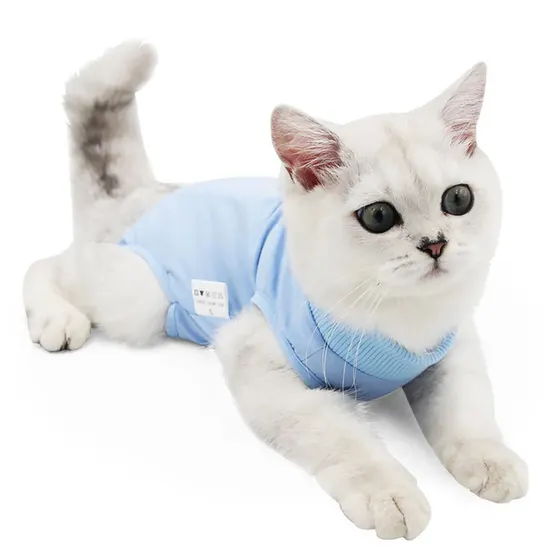 White cat lying down wearing a light blue surgical recovery suit on a white background