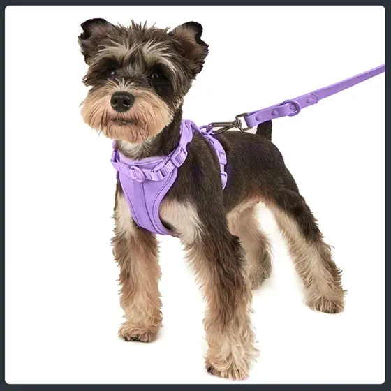 Miniature schnauzer dog wearing a purple harness attached to a purple leash on a white background.