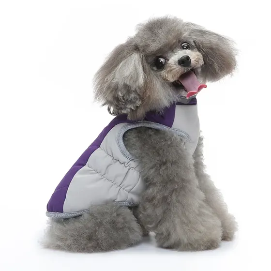 A gray poodle sitting against a white background wearing a purple and gray quilted vest