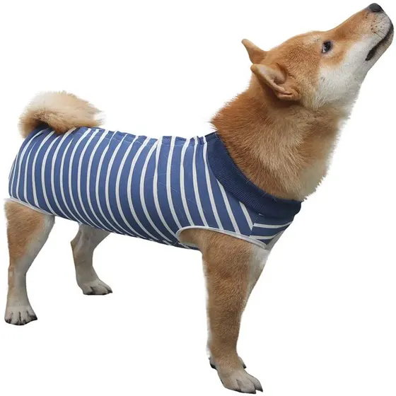 Side profile of a Shiba Inu dog wearing a blue and white striped t-shirt on a white background.